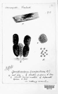 Sporidesmium compositum image